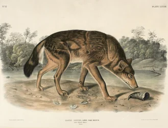 Röd Texas Wolf (Canis Lupus)